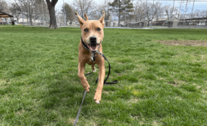 Read more about the article Unleashing Freedom: The Power of Off-Leash Training for Utah Dogs