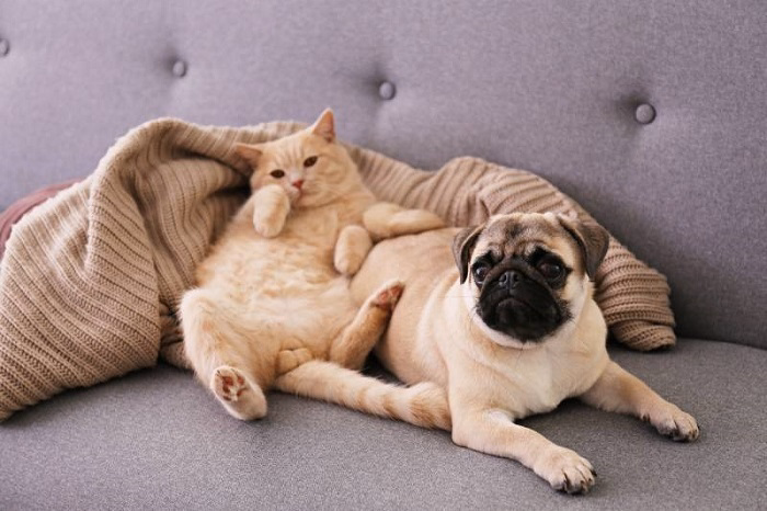 dogs and cats living togetherdggghh