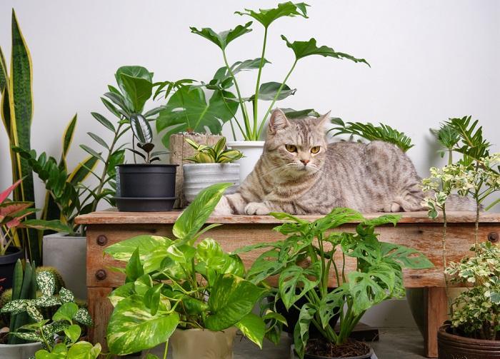 is citronella safe for catsdftrtt