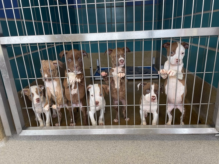 You are currently viewing San Antonio Craigslist Pets: Adopt, Rehome, and Care for Pets in the Alamo City