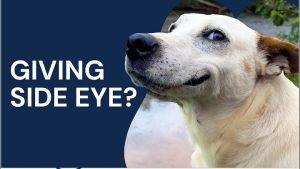Read more about the article The Adorable (and Slightly Sassy) World of the Dog Side Eye