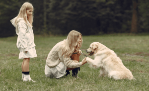 Read more about the article Why Golden Retrievers Are America’s Favorite Breed