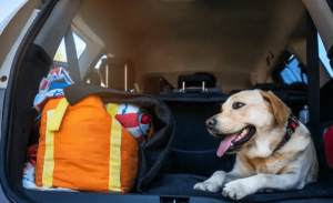 Read more about the article Emergency Preparedness: What Every Pet Owner Should Know