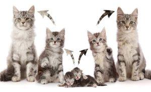 Read more about the article Tracking Your Kitten’s Growth: Essential Tips and Warning Signs