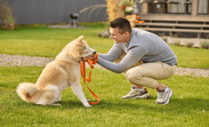 Read more about the article How To Stop Your Small Dog From Escaping A Harness