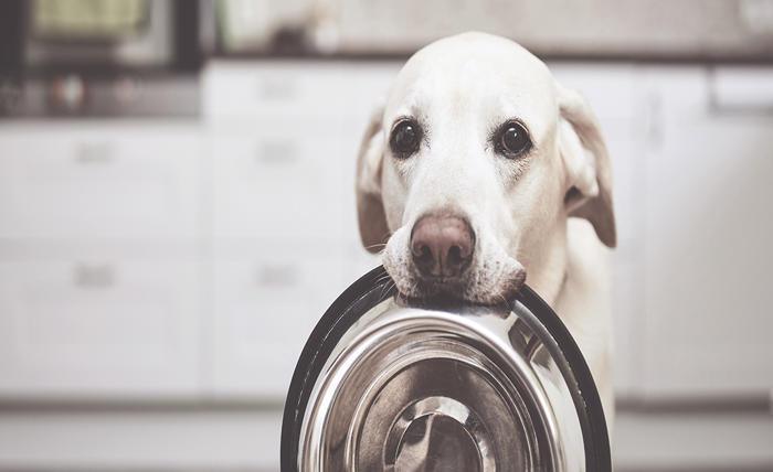 Read more about the article 7 Essential Tips for Choosing the Best Pet Food Online