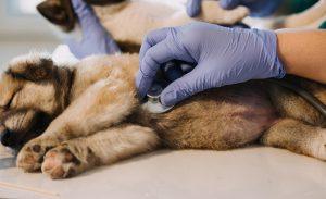 Read more about the article How to Perform CPR on Dogs: A Step-by-Step Guide