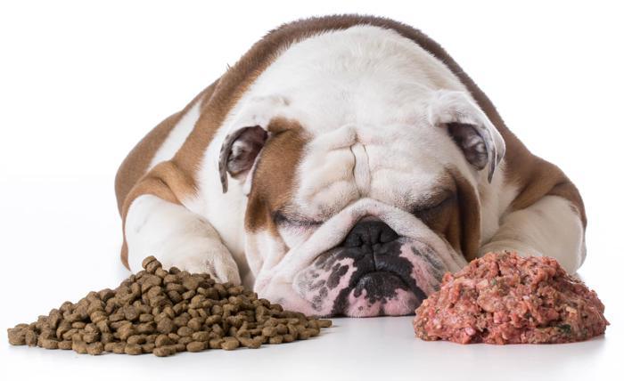 Read more about the article Raw Dog Food vs Kibble: Which Diet Is Best for Dogs?