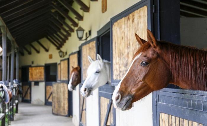 Read more about the article Choosing the Right Boarding Barn: What to Look for in a Home for Your Horse