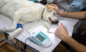 Read more about the article Understanding Emergency Veterinary Care: When to Act Fast